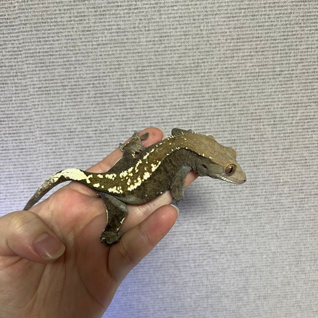 카푸치노 핀스트라이프 블랙 다크 챠콜