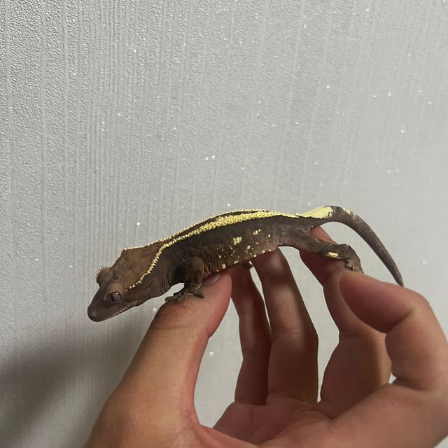세이블