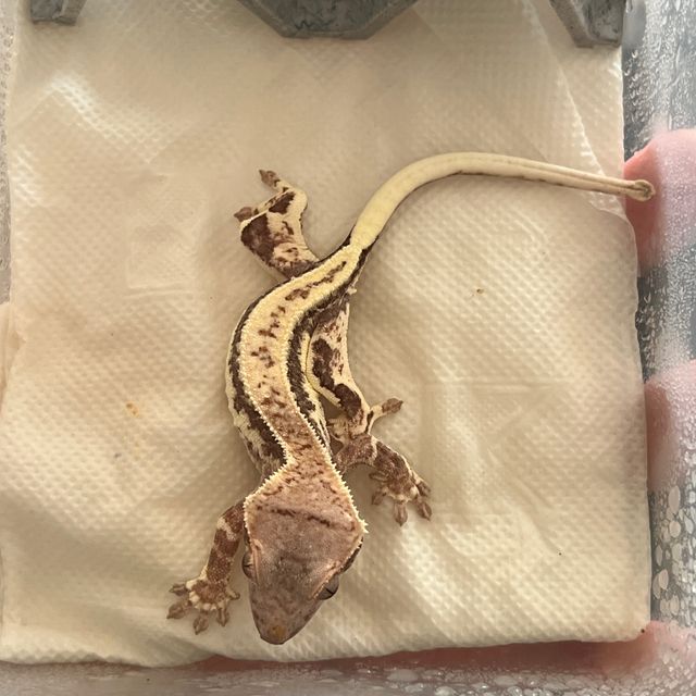 프라푸치노