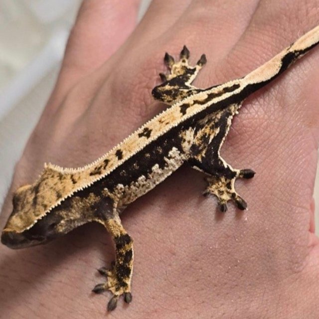 노멀 트라이 풀핀