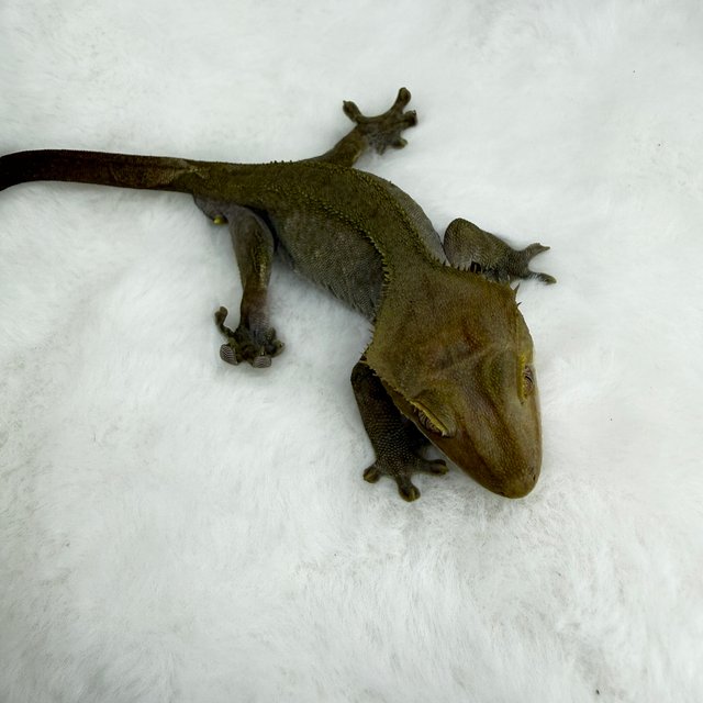 100%헷아잔틱 아잔틱 슈퍼 세이블 릴리100%헷아잔틱 릴잔틱 릴리 세이블