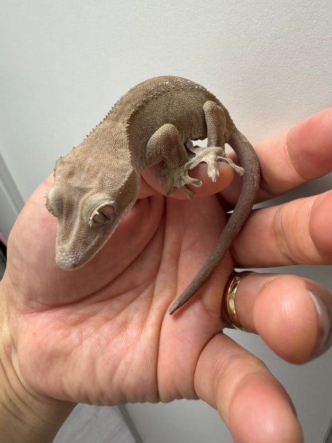 릴리 세이블 슈퍼 세이블