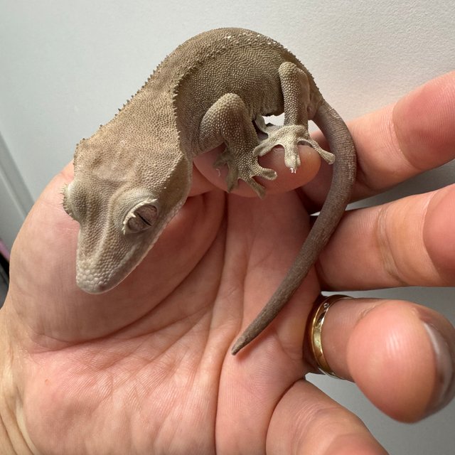 릴리 세이블 슈퍼 세이블