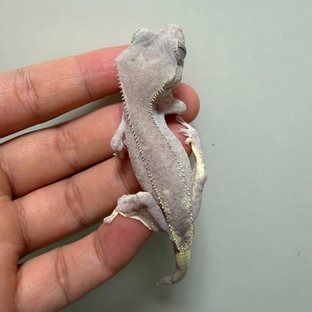릴리 세이블