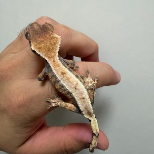 세이블