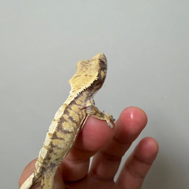 익스트림할리퀸 트라이