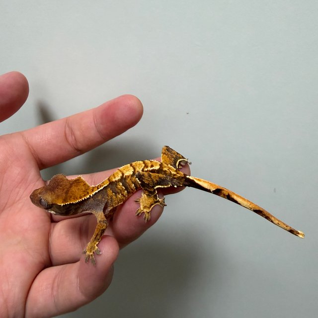 트라이 익스트림할리퀸 레드