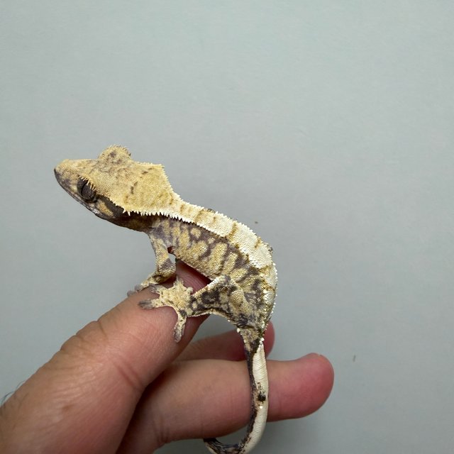 익스트림할리퀸 트라이