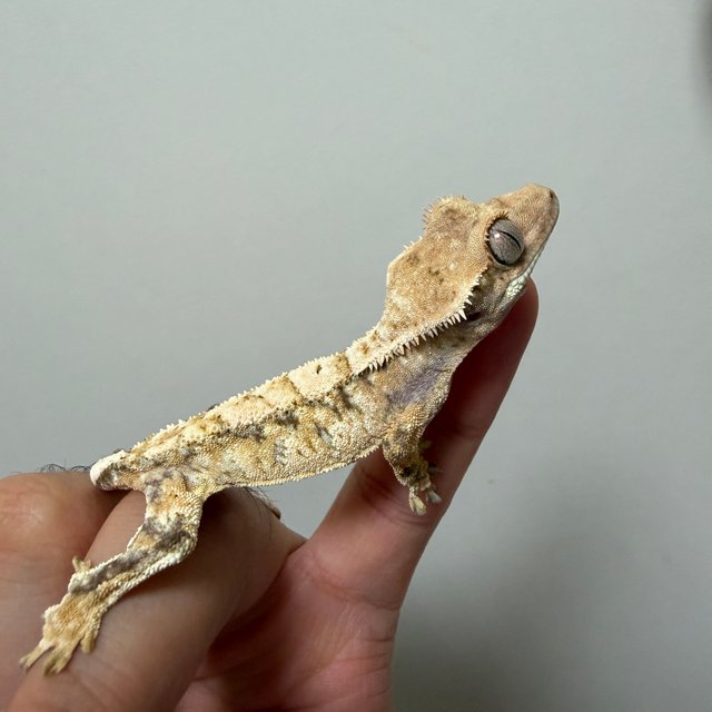 트라이 익스트림할리퀸