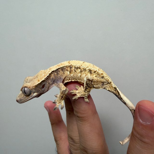 노멀 트라이 익스트림할리퀸