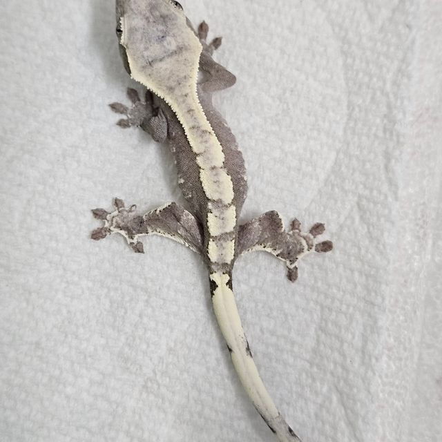 아잔틱