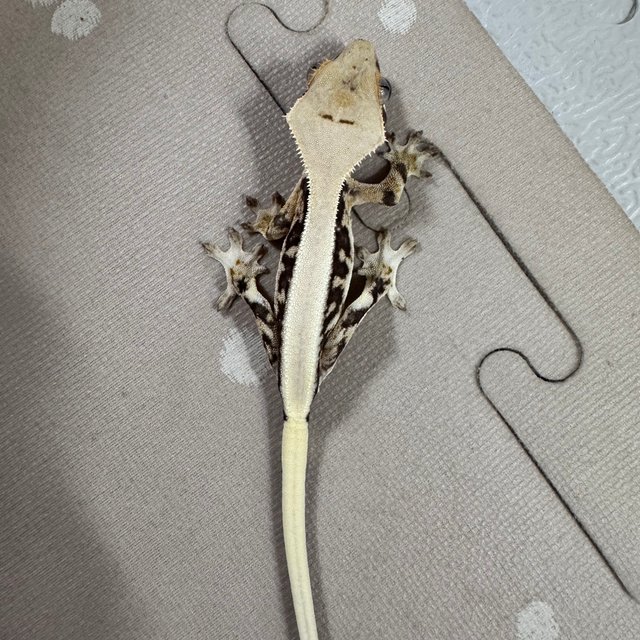 릴리화이트 솔리드백