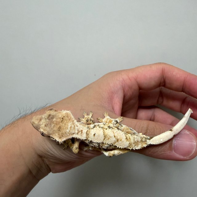 트라이 익스트림할리퀸