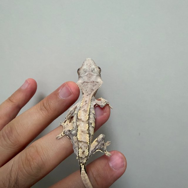 트라이 노멀 익스트림할리퀸