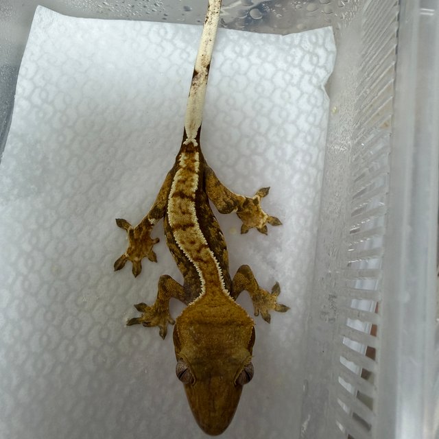 노멀 100%헷아잔틱