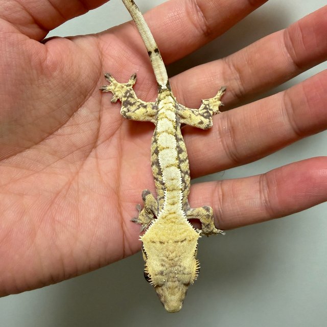 익스트림할리퀸 트라이