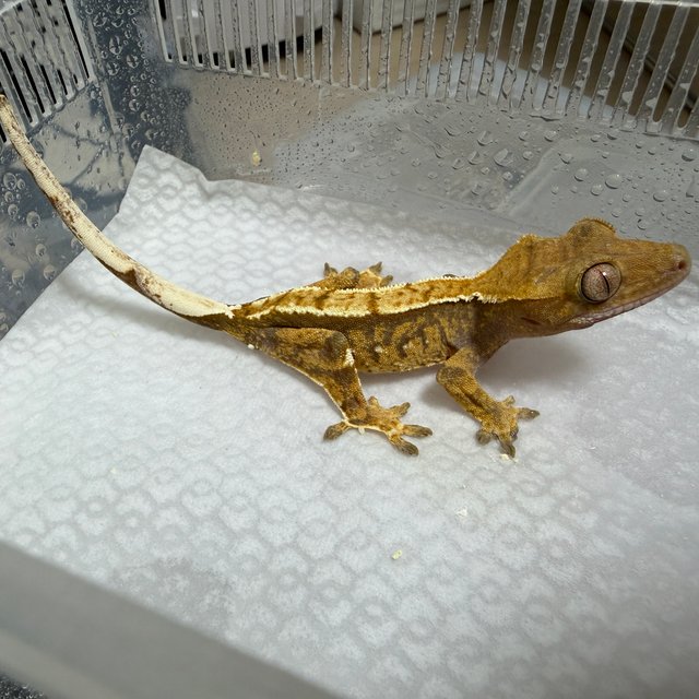 노멀 100%헷아잔틱