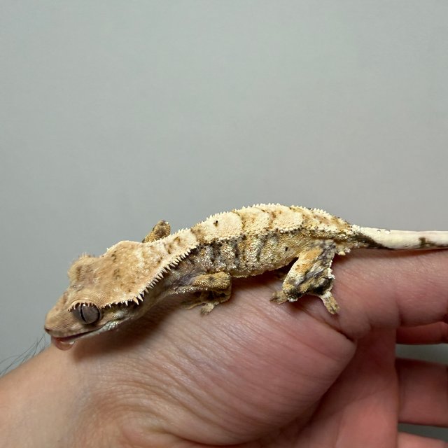 트라이 익스트림할리퀸