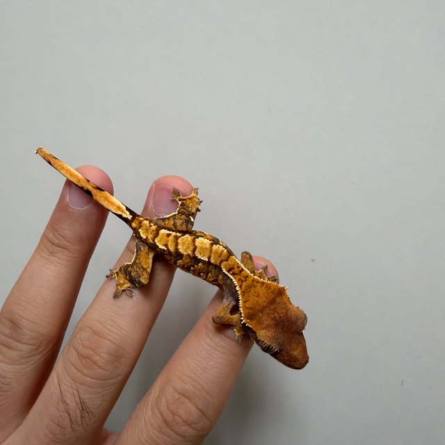 트라이 익스트림할리퀸 레드