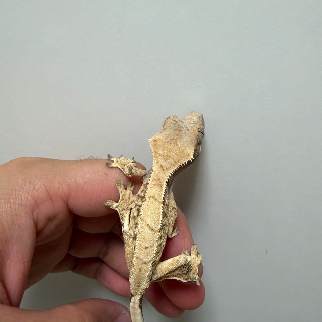 노멀 트라이 익스트림할리퀸