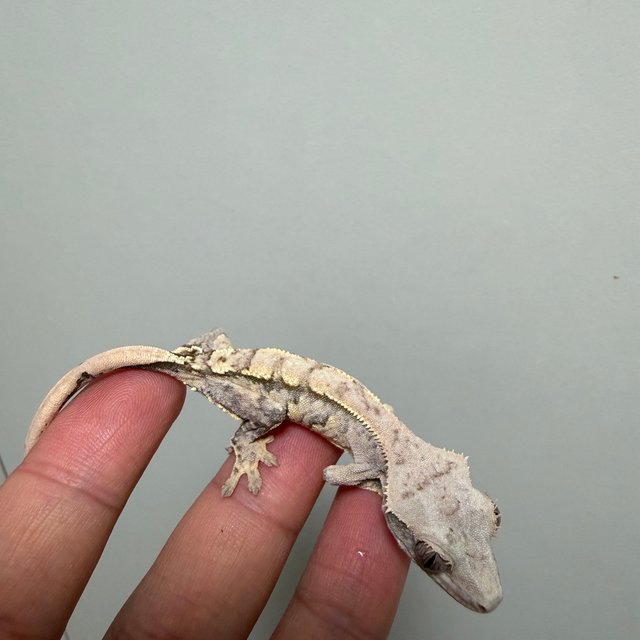 트라이 노멀 익스트림할리퀸