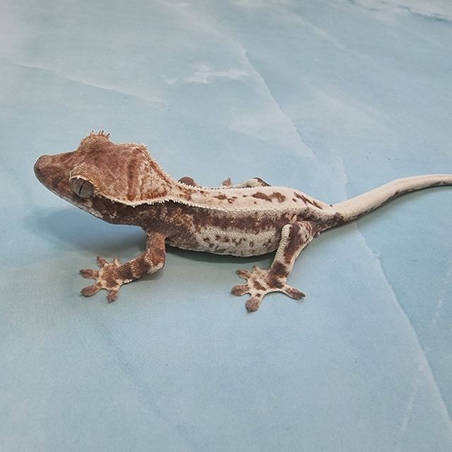 프라푸치노