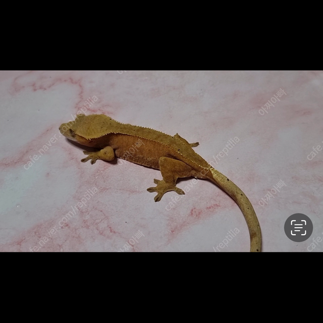 레드 달마시안
