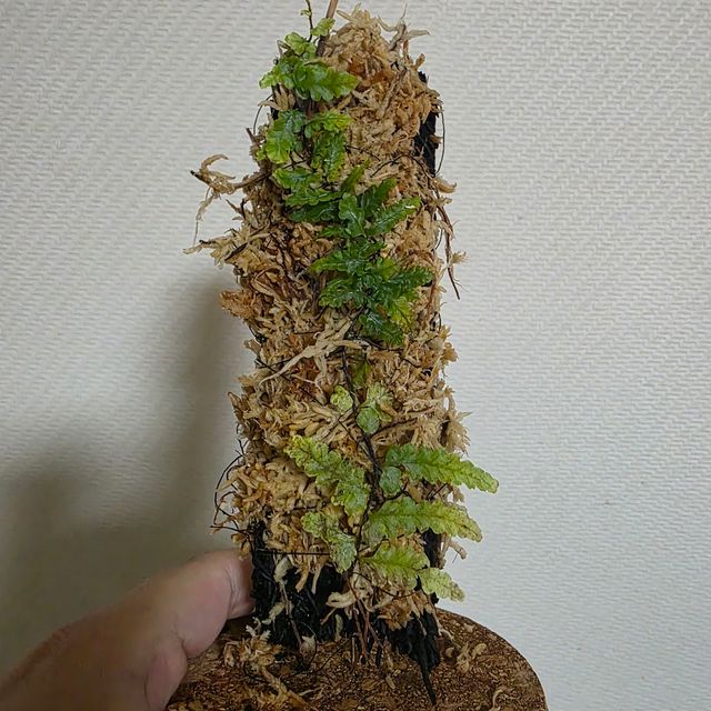 블로치드
