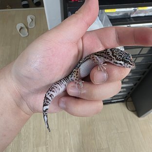 스노우 블랙나이트