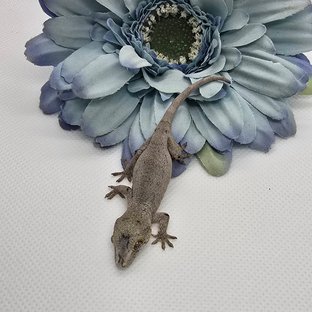 레티큘 블로치드 오렌지