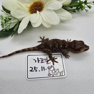 블로치드 오렌지