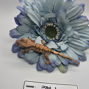 익스트림할리퀸