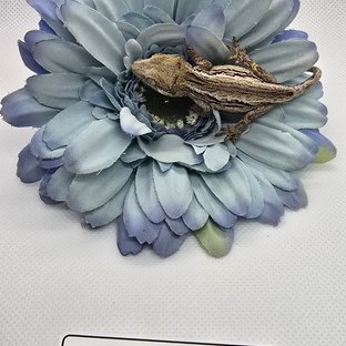 스트라이프