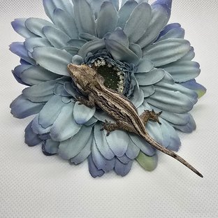 스트라이프