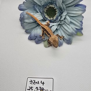 릴리화이트
