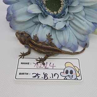 스트라이프