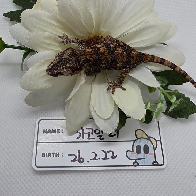 블로치드 오렌지