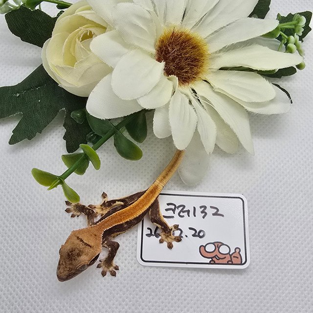 릴리화이트 솔리드백