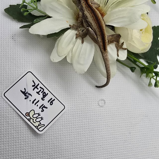 레드 스트라이프