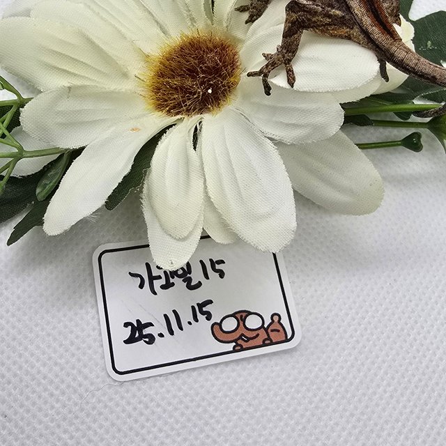 레드 스트라이프