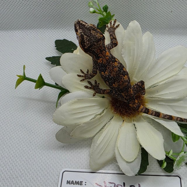 블로치드 오렌지