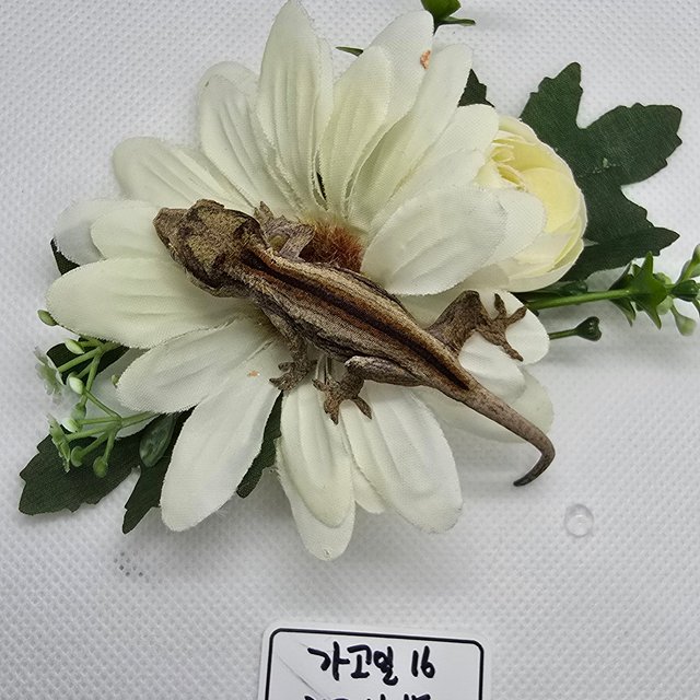 레드 스트라이프