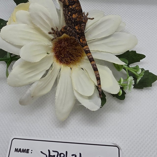 블로치드 오렌지