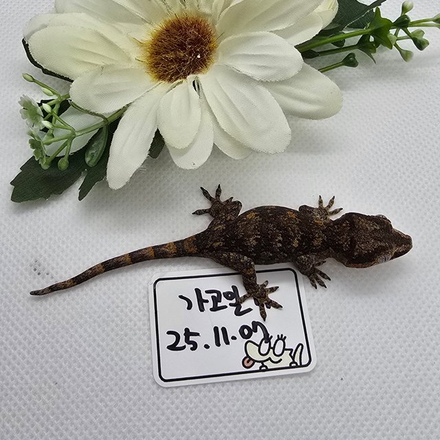 블로치드 오렌지