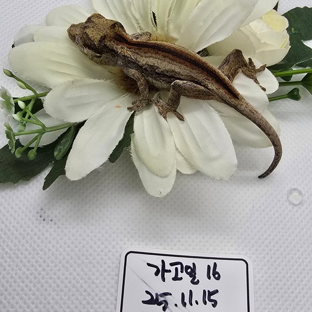 레드 스트라이프