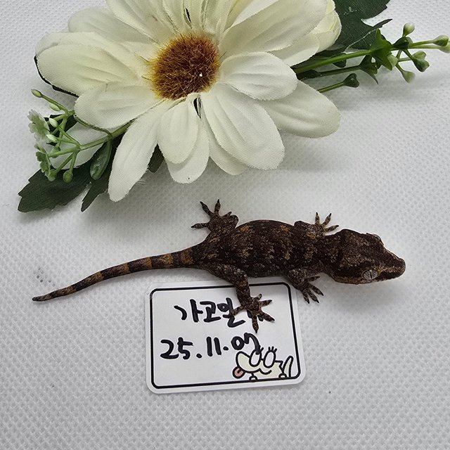 블로치드 오렌지