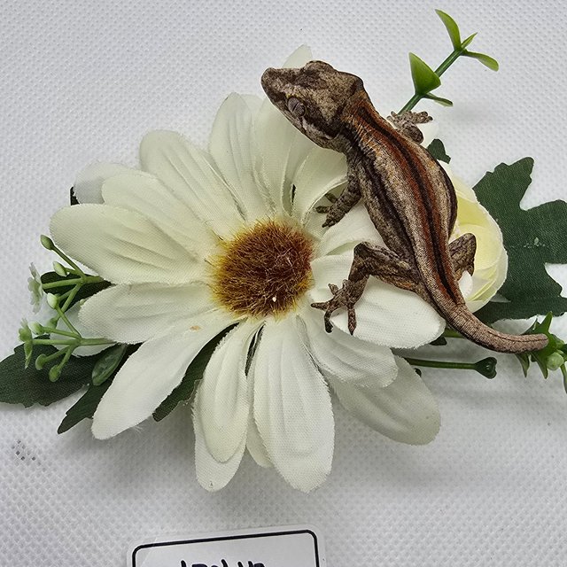 레드 스트라이프