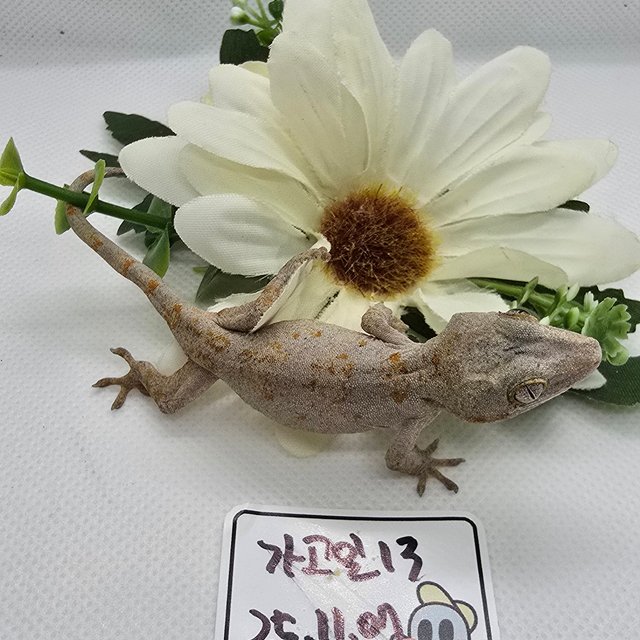 블로치드 오렌지