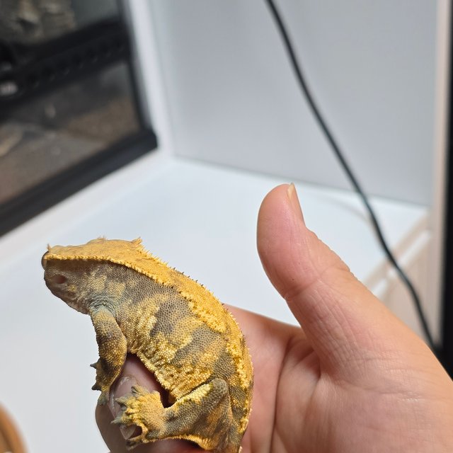 트라이 익스트림할리퀸