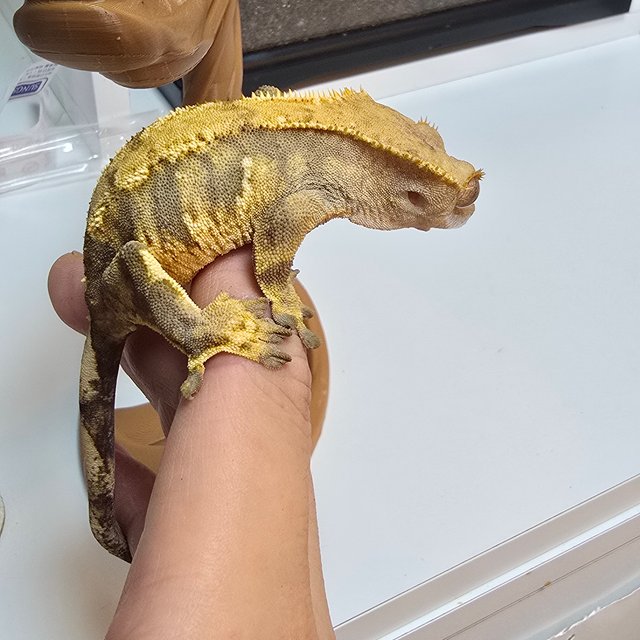 트라이 익스트림할리퀸